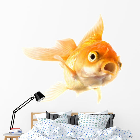 Golden koi fish scared isolated on white background. Wall Decal