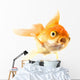 Golden koi fish scared isolated on white background. Wall Decal