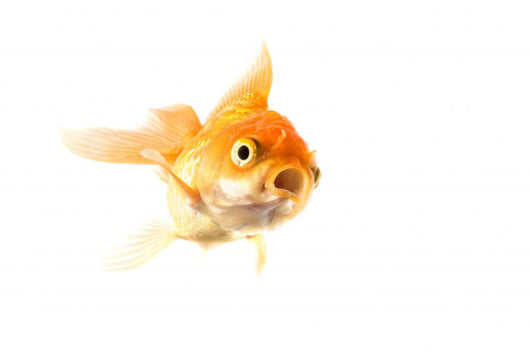 Golden koi fish scared isolated on white background. Wall Decal