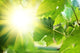Sun shining through grapevine leaves Wall Decal