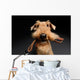 Dog is your best friend Wall Decal