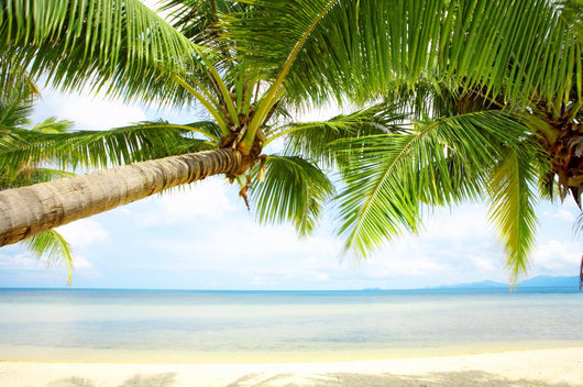 Tropic Shadow