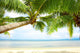 Tropic Shadow