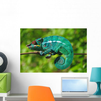 Chameleon The Asleep Wall Decal shown on a wall