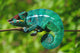 Chameleon the Asleep Wall Decal