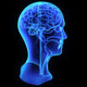 Head anatomy Wall Decal