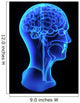 Head anatomy Wall Decal