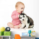 Little girl playing with a puppy husky, isolated on white Wall Decal