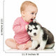Little girl playing with a puppy husky, isolated on white Wall Decal