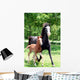 Curly Mare and Foal Wall Decal