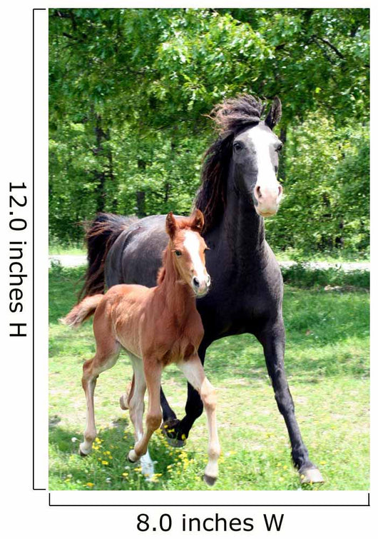 Curly Mare and Foal Wall Decal
