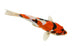 Koi Fish White