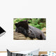 Black Jaguar Wall Decal