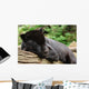 Black Jaguar Wall Decal