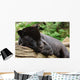 Black Jaguar Wall Decal