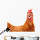 chicken hen shock Wall Decal