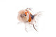 Bumpy Goldfish Wall Decal