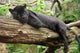 Black Jaguar Panther Wall Decal