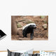 Honey Badger Wall Decal