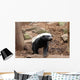 Honey Badger Wall Decal