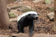 Honey Badger Wall Decal
