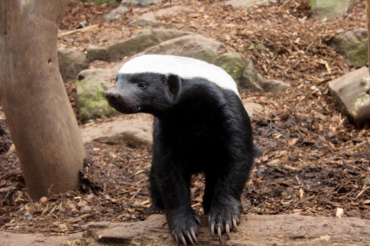 Honey Badger Wall Decal