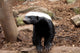 Honey Badger Wall Decal