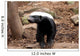 Honey Badger Wall Decal
