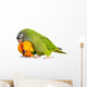 Conure Parrots Wall Decal