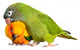 Conure Parrots Wall Decal
