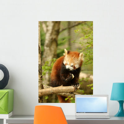 Red Panda 2 Wall Decal shown on a wall