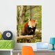 Red Panda 2 Wall Decal