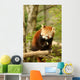 Red Panda 2 Wall Decal