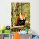 Red Panda 2 Wall Decal