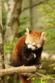 Red Panda 2