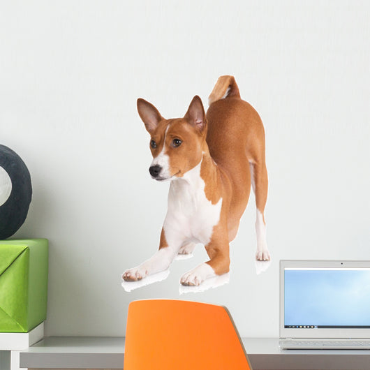 basenji dog bowing down Wall Decal