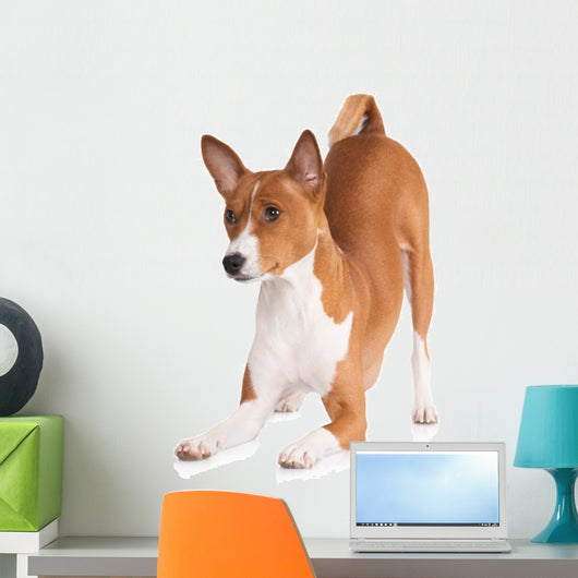 basenji dog bowing down Wall Decal