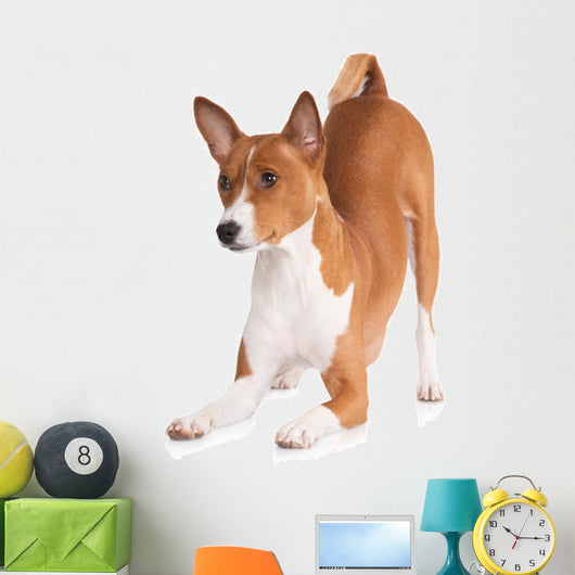basenji dog bowing down Wall Decal