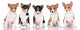 Five Adorable Basenji Puppies