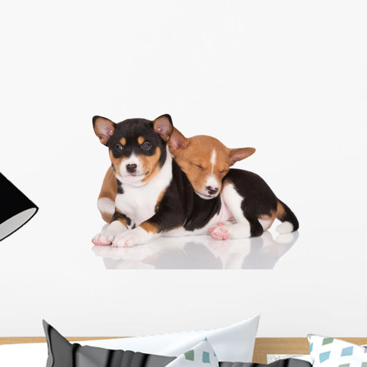 adorable basenji puppies cuddling Wall Decal
