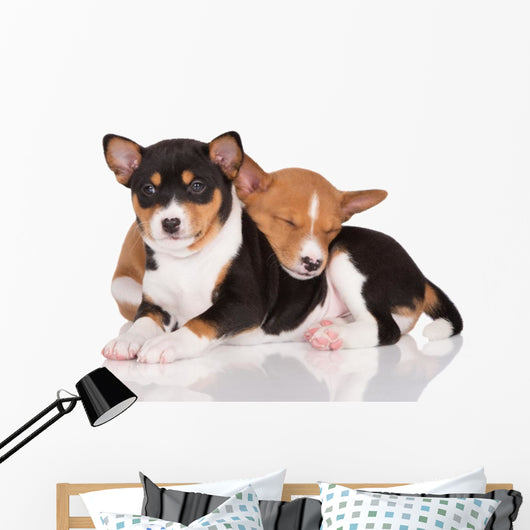 adorable basenji puppies cuddling Wall Decal