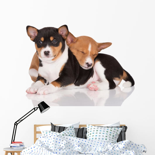 adorable basenji puppies cuddling Wall Decal