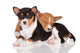 adorable basenji puppies cuddling Wall Decal
