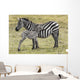 Zebras in Ngorongoro conservation area, Tanzania Wall Decal