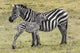 Zebras in Ngorongoro conservation area, Tanzania Wall Decal
