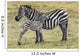Zebras in Ngorongoro conservation area, Tanzania Wall Decal