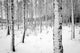Birch tree forest in winter Wall Decal