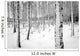 Birch tree forest in winter Wall Decal