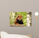 Red Panda Wall Decal