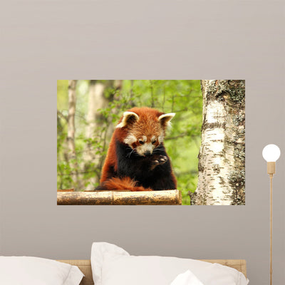 Red Panda Wall Decal shown on a wall
